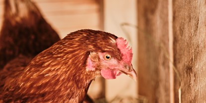 Hüttendorf - Trebesing - Almdorf Hühner - den Sommer dürfen unsere Hühner auf der Alm verbringen. Die frischen Eier kann man sich beim Frühstück schmecken lassen. - Almdorf Omlach, Fanningberg